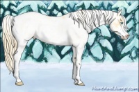 Horse Color:Buckskin Pearl Sabino 