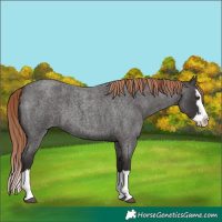Horse Color:Liver Red Roan Splash