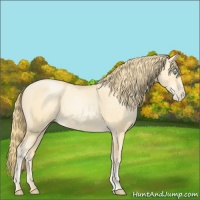 Horse Color:Buckskin Pearl Sabino 