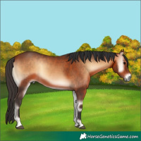 Horse Color:Bay Onyx 