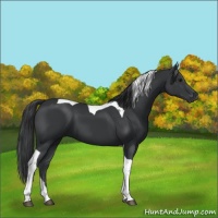 Horse Color:Black Tobiano 