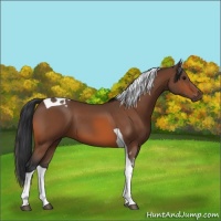 Horse Color:Bay Tobiano 