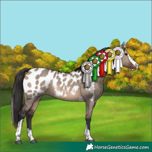 Horse Color:Brown Dun Splash Tobiano Near Leopard