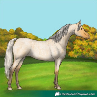 Horse Color:Silver Buckskin Roan Dun 