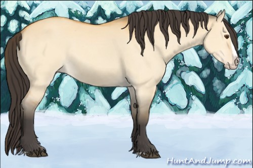 Horse Color:Buckskin Dun Splash