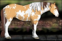 Horse Color:White Spotted Chocolate Buckskin Sabino 