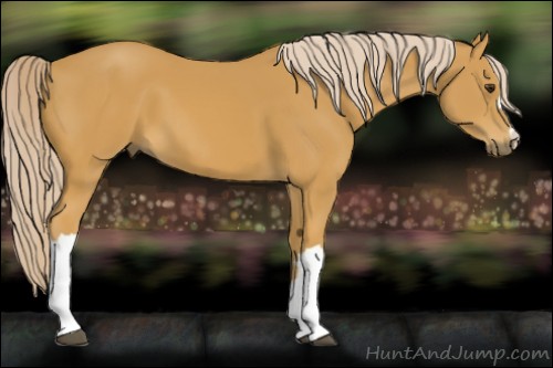 Horse Color:Palomino 
