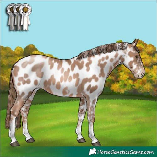 Horse Color:Liver Chestnut Pearl Sabino Appaloosa 