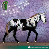 Horse Color:White Spotted Gold Champagne Ice 