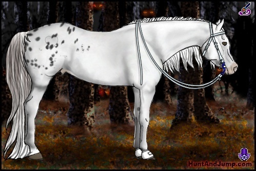 Horse Color:White Spotted Black Appaloosa 