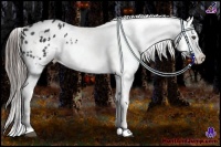 Horse Color:White Spotted Black Appaloosa 