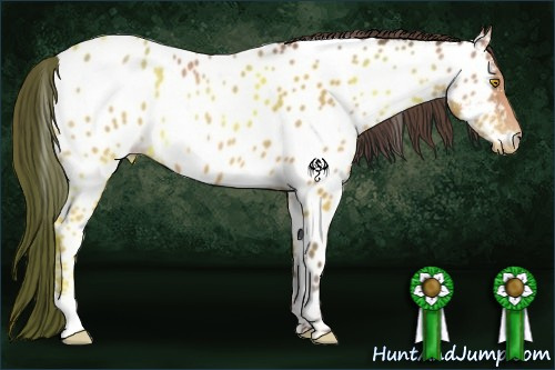 Horse Color:Amber Champagne Appaloosa 