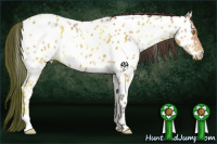 Horse Color:Amber Champagne Appaloosa 