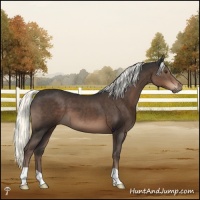 Horse Color:Liver Chestnut Mushroom 