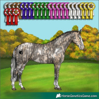 Horse Color:White Spotted Silver Grullo Pearl Sabino Splash Rabicano  and White Spotted Grullo Splash Tobiano Rabicano 