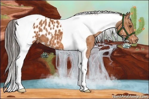 Horse Color:Bay Splash Tobiano Appaloosa  Brindle