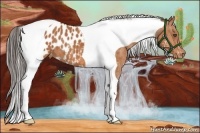 Horse Color:Bay Splash Tobiano Blanket Brindle