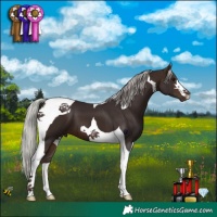 Horse Color:Silver Brown Tobiano 
