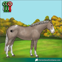 Horse Color:Silver Grullo Sabino Tobiano Rabicano