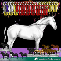 Horse Color:Gray Grullo Splash Tobiano Rabicano