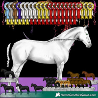 Horse Color:Gray Grullo Splash Tobiano Rabicano 