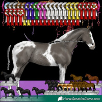 Horse Color:Gray Grullo Splash Tobiano Rabicano 