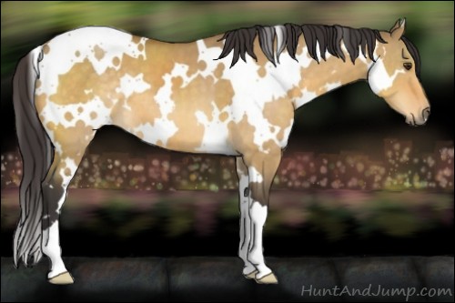 Horse Color:White Spotted Buckskin Dun 