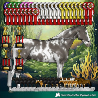 Horse Color:Gray White Spotted Grullo Splash Tobiano Rabicano