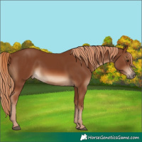 Horse Color:Chestnut 