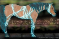 Horse Color:Thunderstruck Bay Roan Sabino