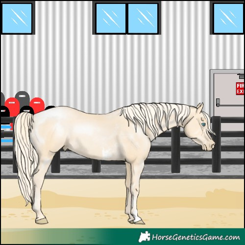 Horse Color:Palomino Pearl Sabino 