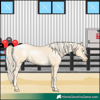 Horse Color:Palomino Pearl Sabino