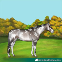 Horse Color:Platinum White Spotted Bay Onyx 