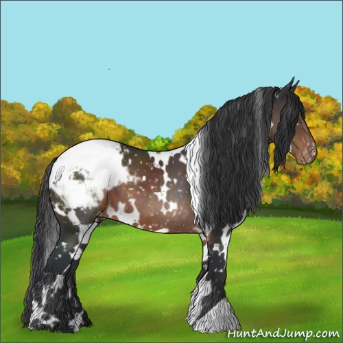 Horse Color:White Spotted Brown Appaloosa 