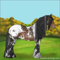 Horse Color:White Spotted Brown Appaloosa 