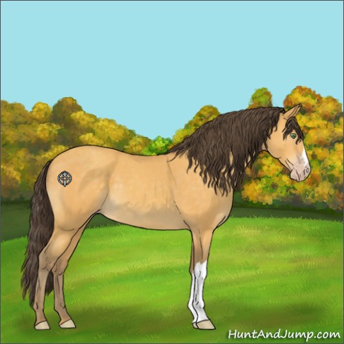Horse Color:Unknown 