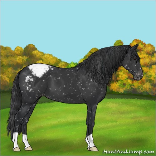 Horse Color:Black Appaloosa 