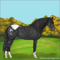 Horse Color:Black Appaloosa 