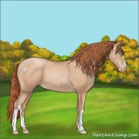Horse Color:Buckskin Pearl 