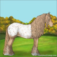 Horse Color:Chestnut Pearl Appaloosa 