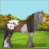 Horse Color:Liver Red Roan Appaloosa 