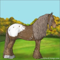 Horse Color:Chocolate Palomino Appaloosa 