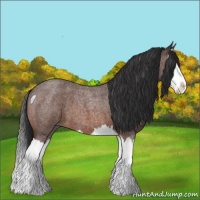 Horse Color:Bay Roan Splash 