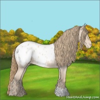 Horse Color:Perlino Roan Appaloosa 