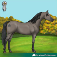 Horse Color:Grullo 