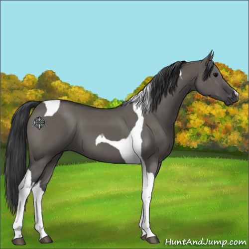 Horse Color:Grullo Tobiano
