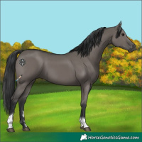 Horse Color:Grullo Tobiano 