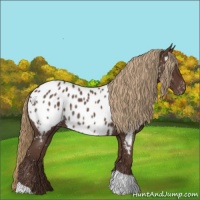Horse Color:Liver Red Roan Appaloosa 