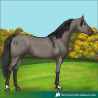 Horse Color:Grullo 