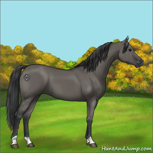 Horse Color:Grullo